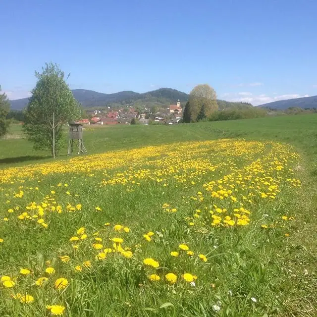 Blumenwiese, perfekt für ein Bienenvolk um 100% natürlichen Honig zu produzieren