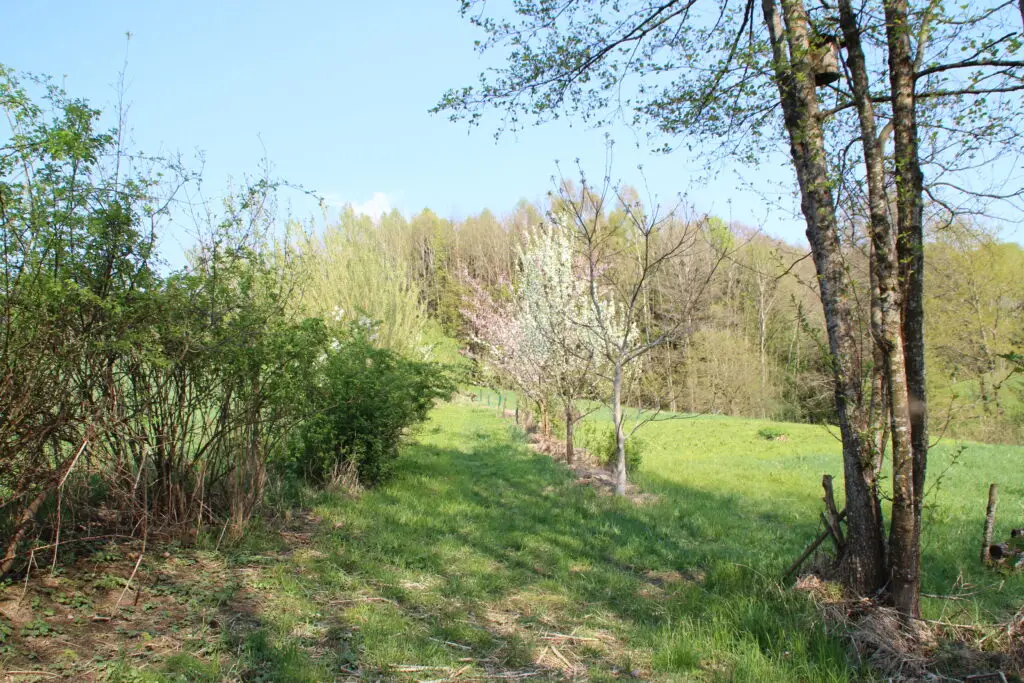 Blühende Obstbäume für einen Bienestock