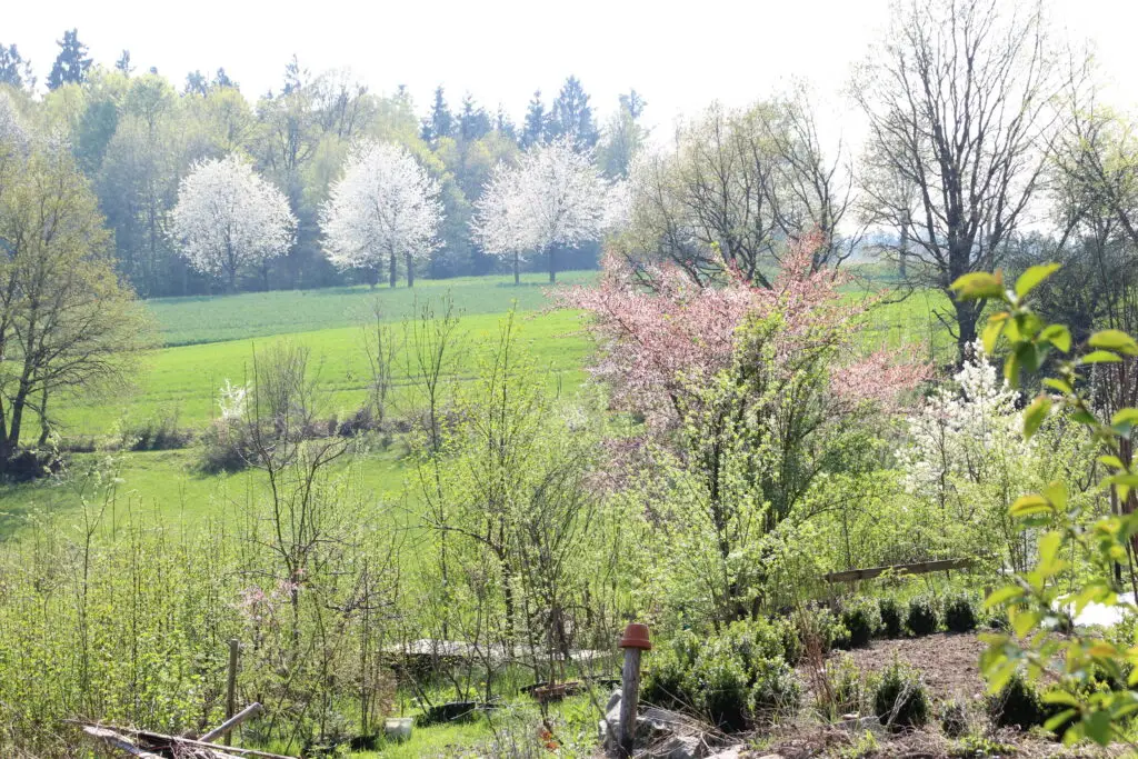 Frühlingsgarten mit blühenden Bäumen, perfekt für den Bienenstock um umweltfreundliches Bienenwachs zu produzieren