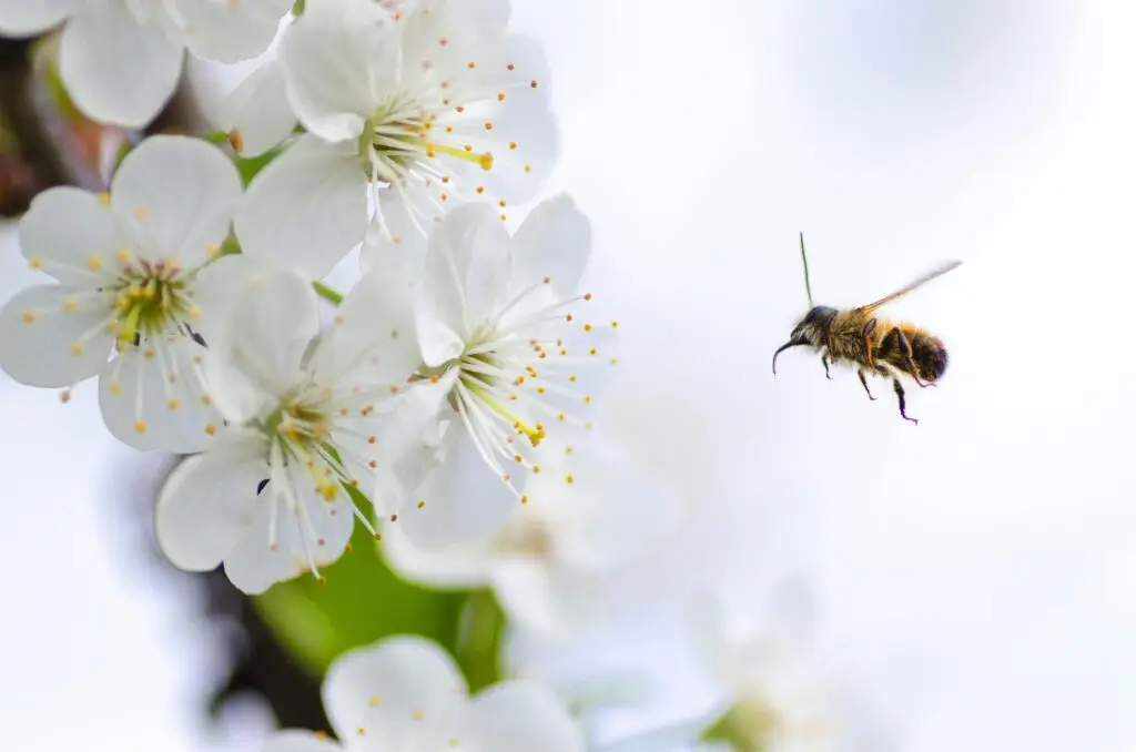 Eine Biene fliegt zur Obstblüte