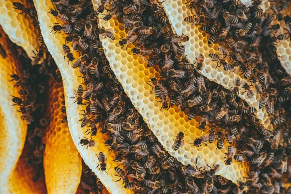 Ein Bienenschwarm an den Bienenwaben die zu Honig und Bienenwachskerzen verarbeitet werden