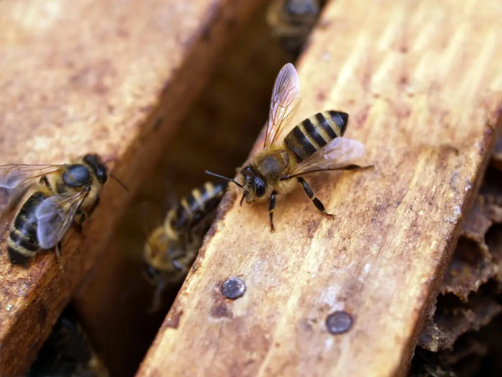 Nahaufnamen von Bienen am Eingang vom Bienenstock