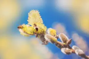 Bienen auf Weidenkätzchen