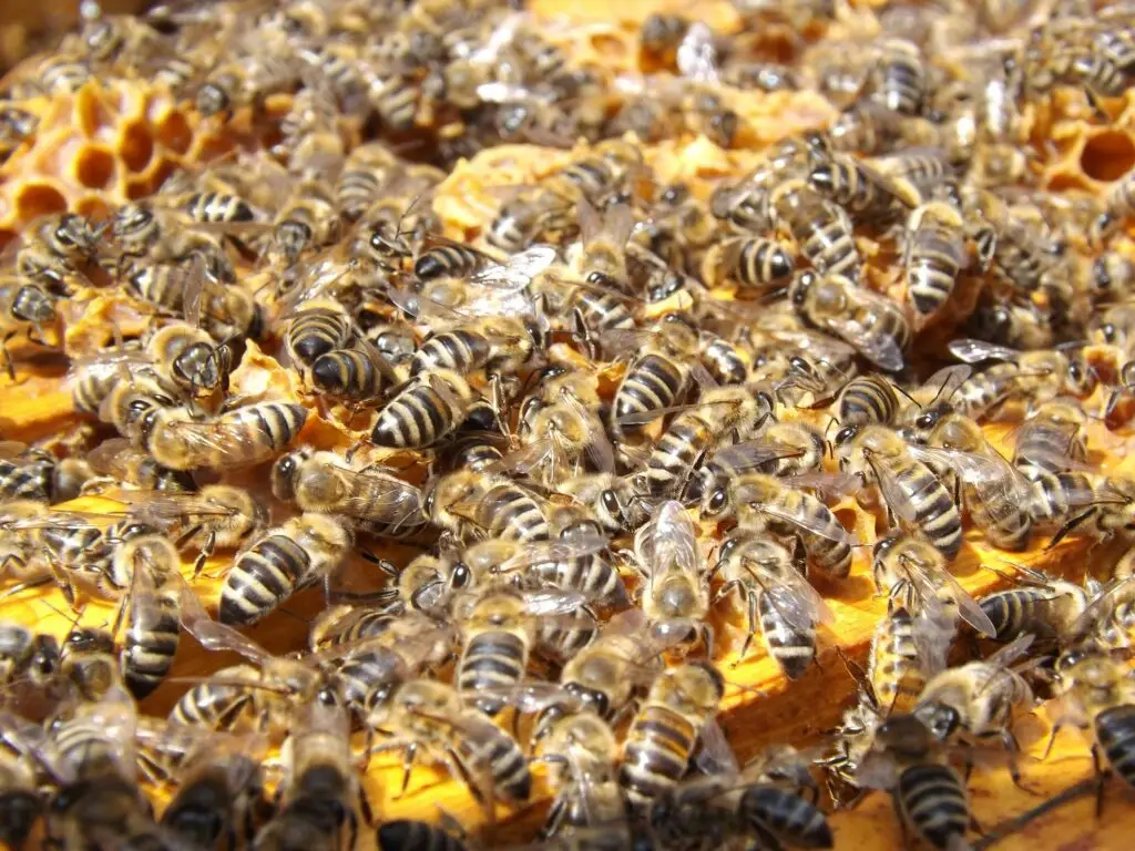 Bienenschwarm an den Honigwaben